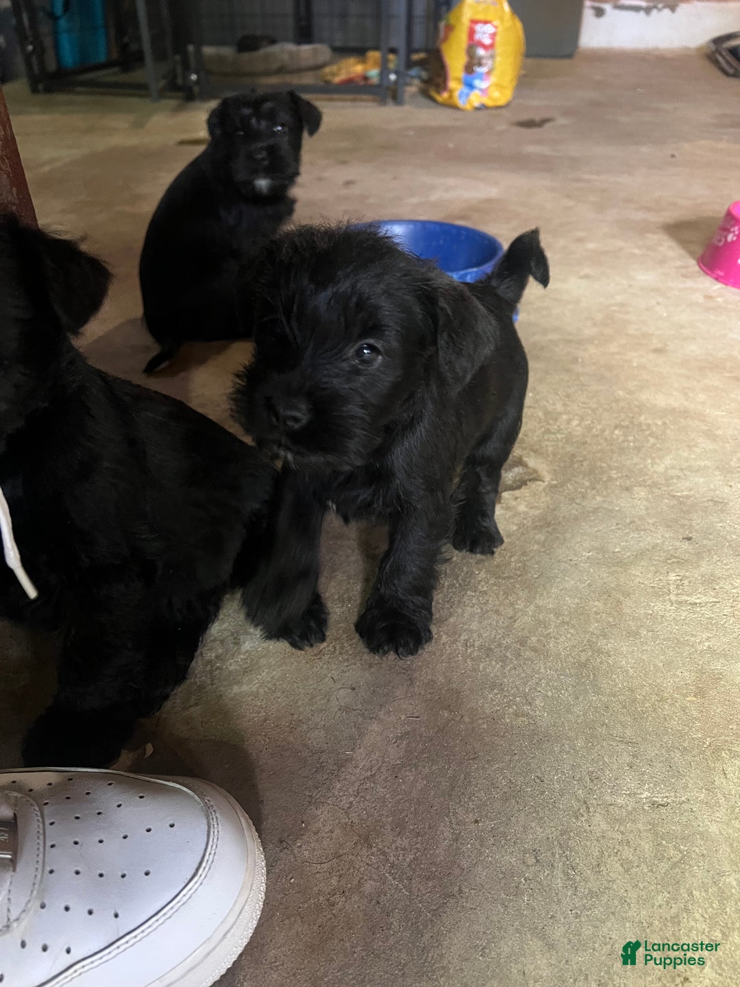 Miniature Schnauzer dogs for sale: Margo  - Ad 13