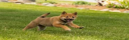 Shiba Inu dogs for sale: Jasper  - Ad 9