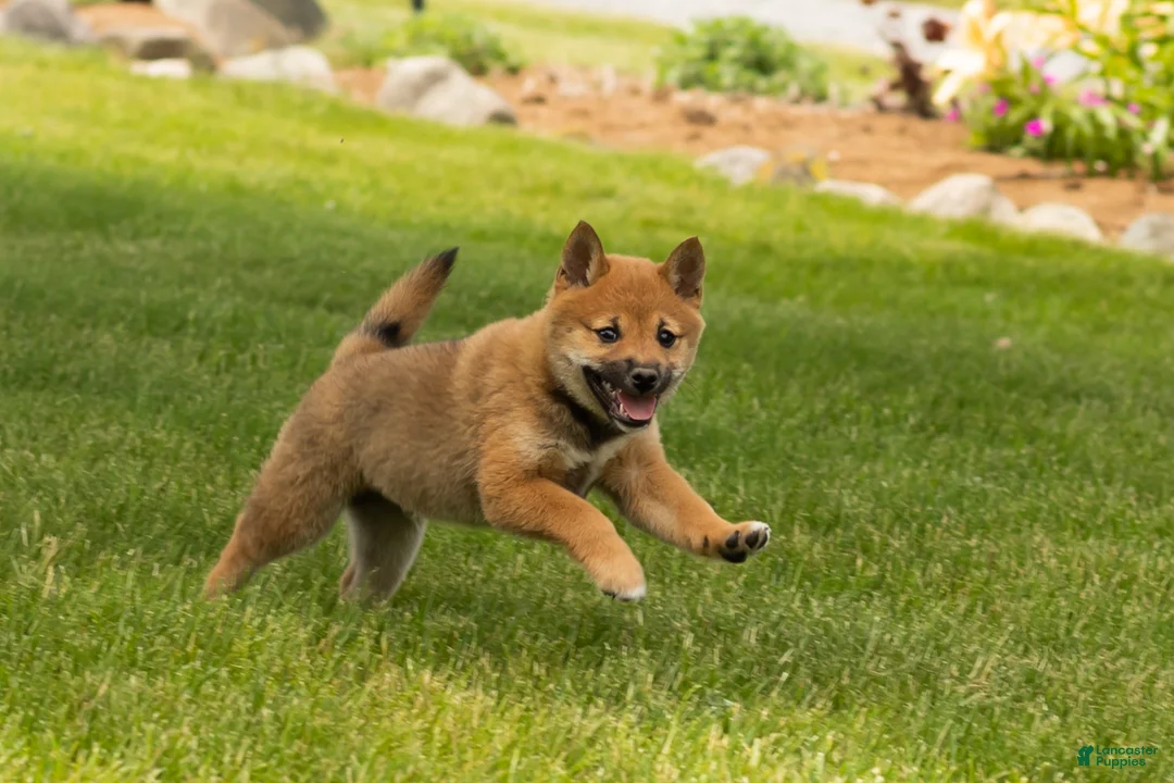 Shiba Inu dogs for sale: Jasper  - Ad 9