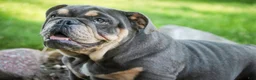 English Bulldog dogs for sale: Xena - Ad 5