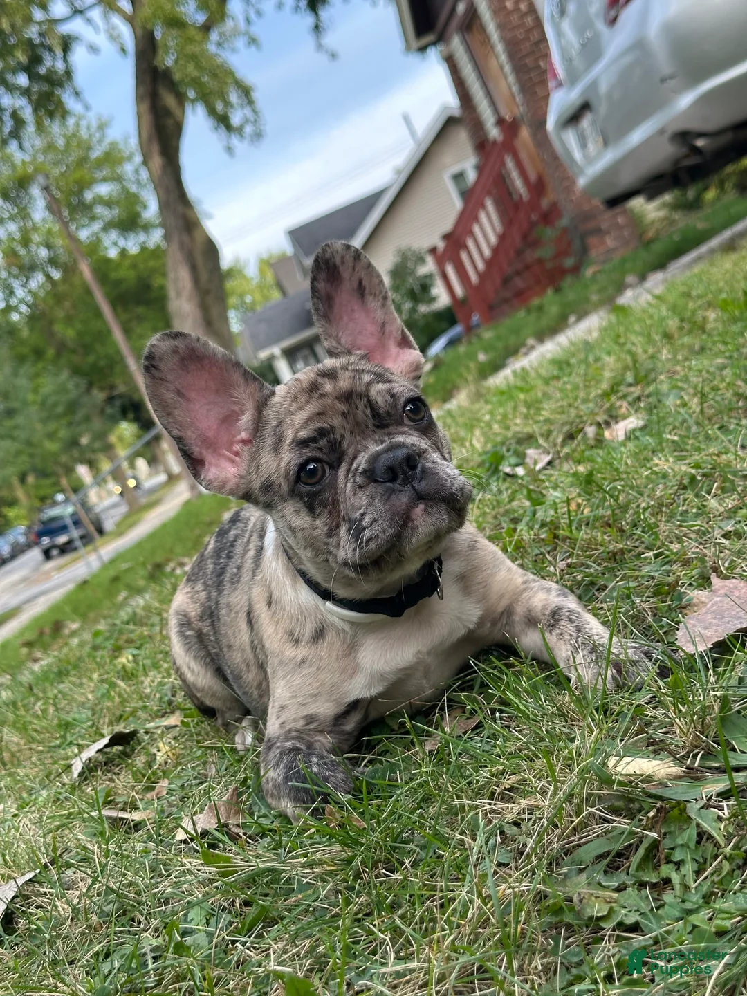 Gallery Image {{count}}