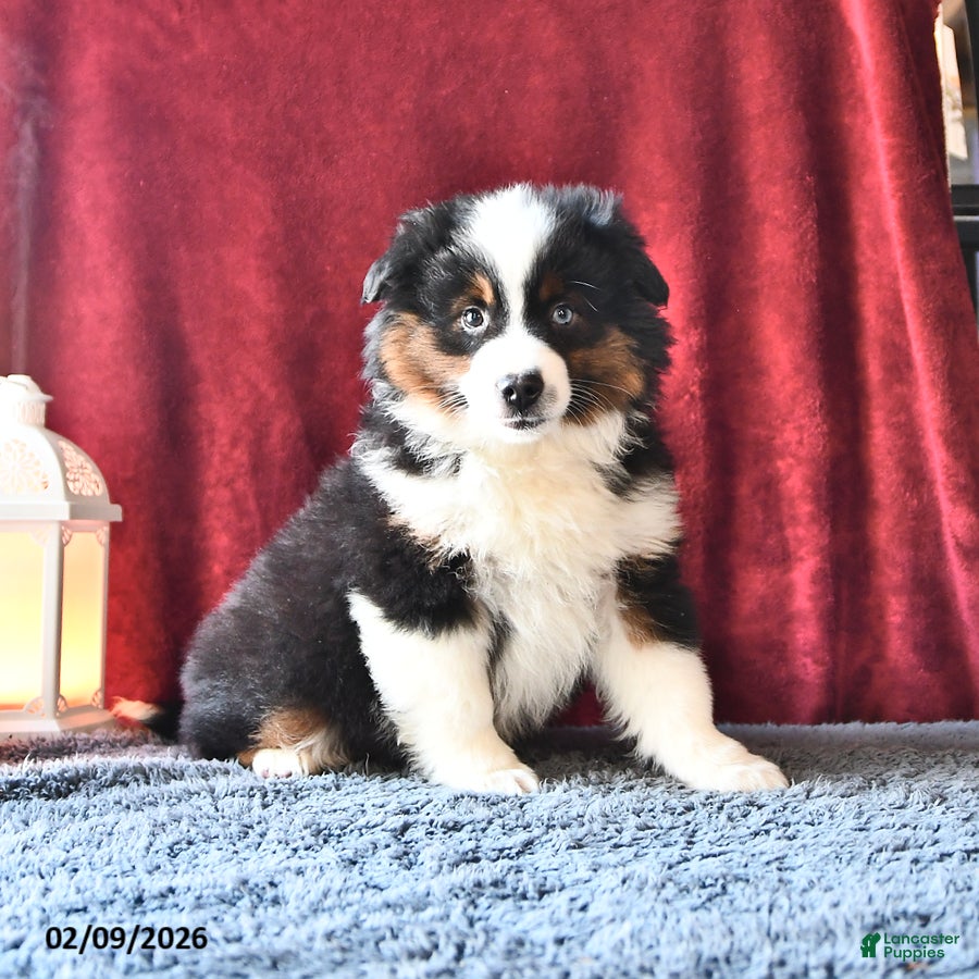 Miniature Australian Shepherd dogs Diamond - Ad 15