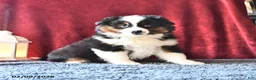 Miniature Australian Shepherd dogs for sale: Diamond - Ad 1