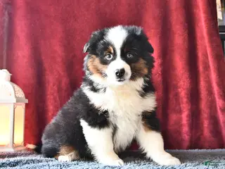 Miniature Australian Shepherd dogs Diamond - Ad 15