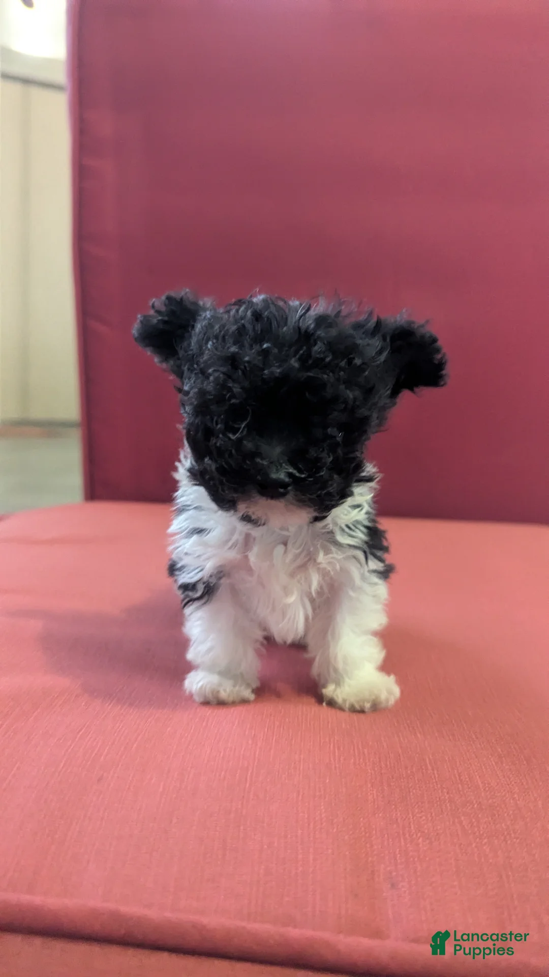 Yorkiepoo dogs for sale: Turbo - Ad 1