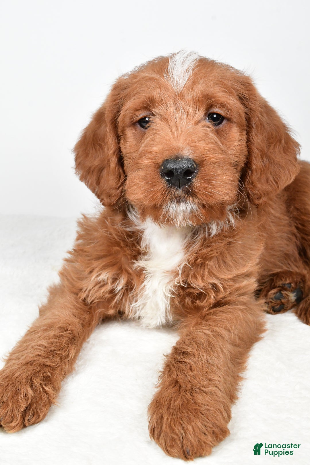 Labradoodle dogs for sale: Nacho - Ad 7