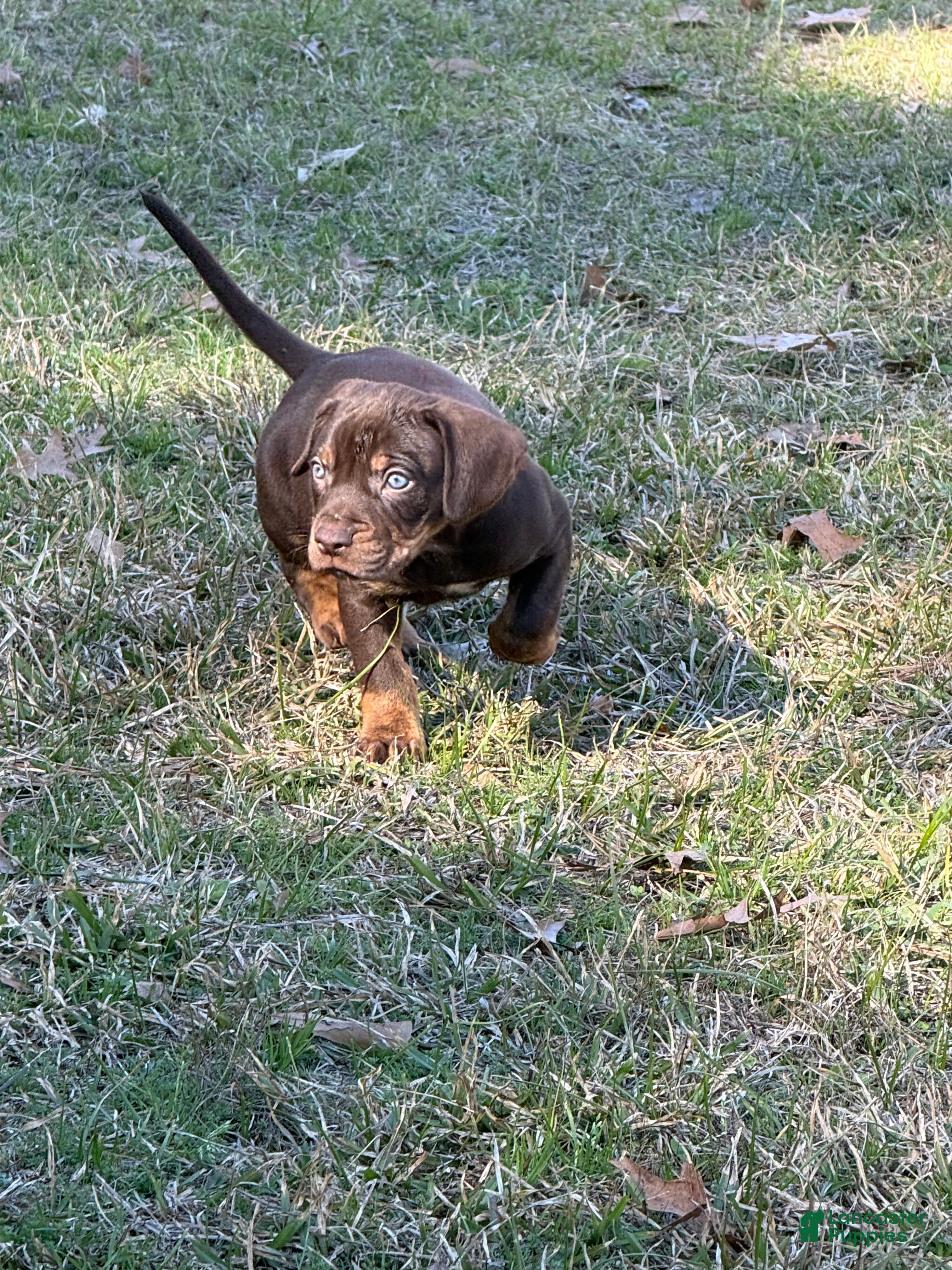 Catahoula Leopard Dog dogs Catahoula Leopard Dog Puppy 4 - Ad 1