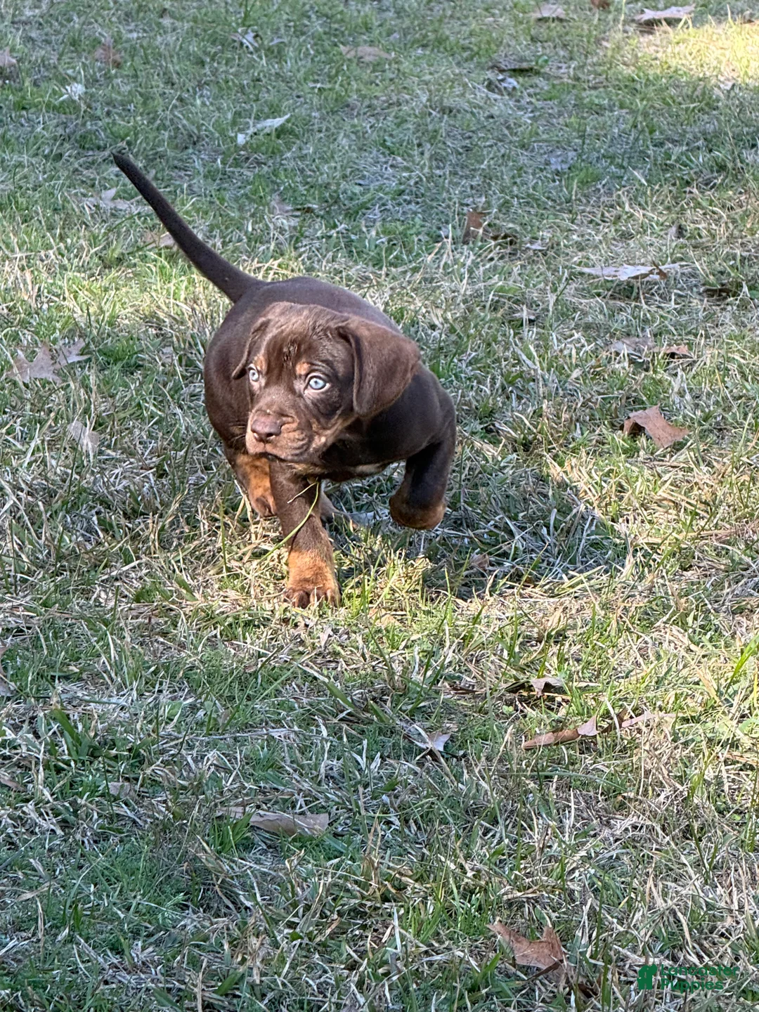 Catahoula Leopard Dog dogs for sale: Catahoula Leopard Dog Puppy 4 - Ad 2