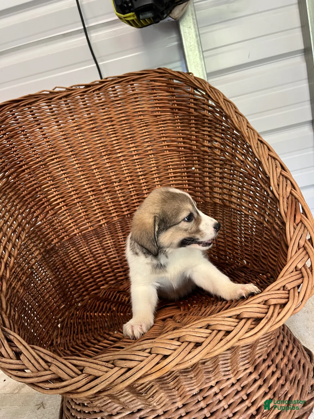Golden Shepherd dogs for sale: Abby - Ad 2