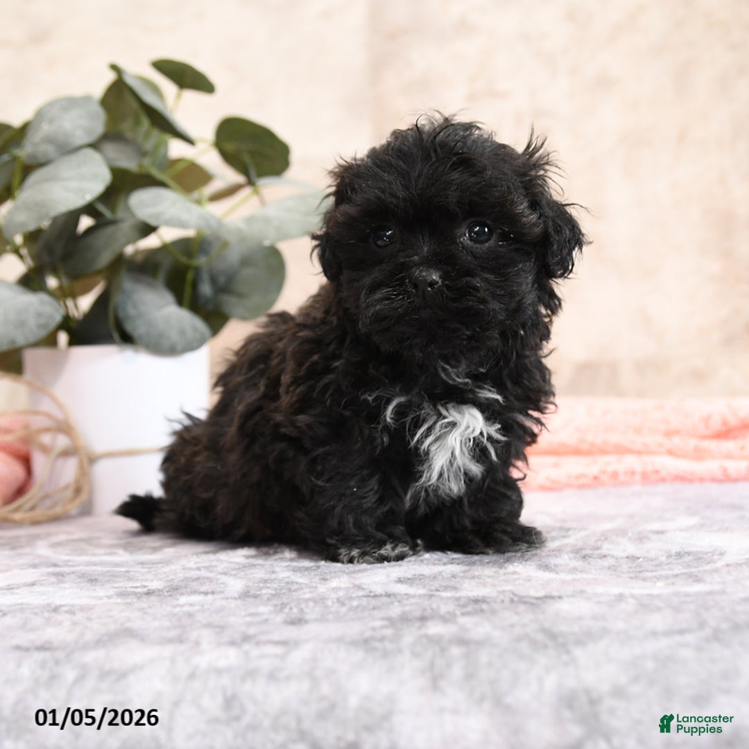 Teddy Bear dogs for sale: Maggie - Ad 1