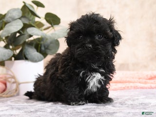 Teddy Bear dogs Maggie - Ad 18