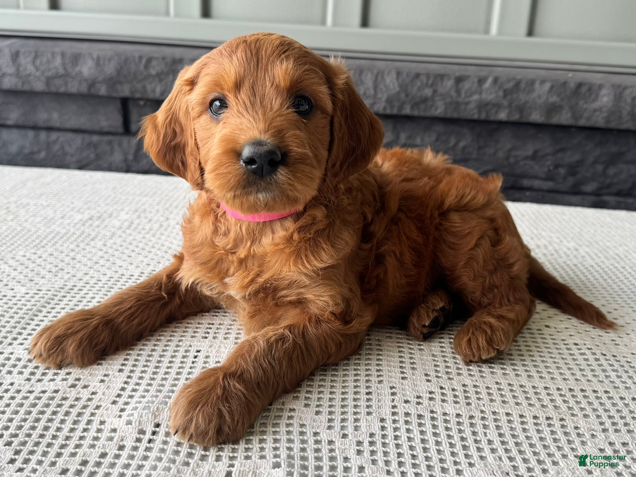 Mixed Breed dogs Ginger - Ad 1