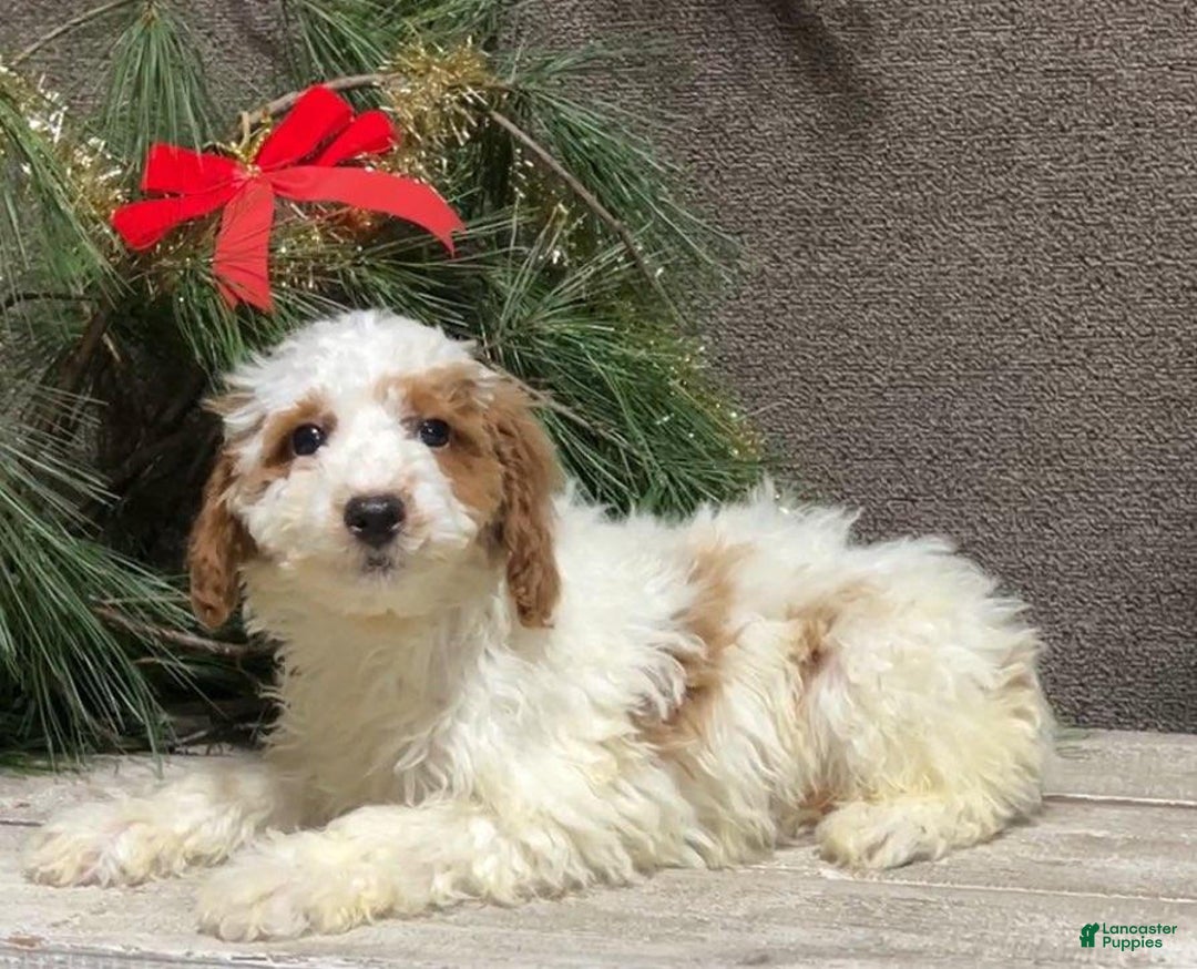 Mini Goldendoodle dogs for sale: Randy - Ad 2