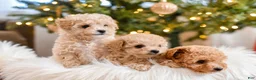 Maltipoo dogs for sale: Forrest - Ad 5