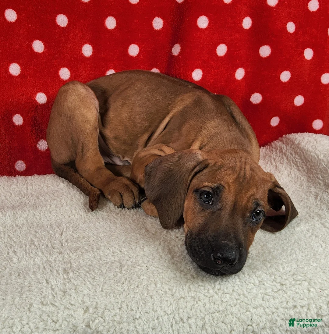 Rhodesian Ridgeback dogs for sale: Harley - Ad 3