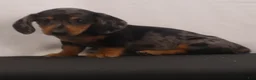 Dachshund dogs for sale: Rocky - Ad 3