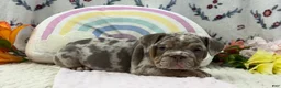 English Bulldog dogs for sale: Molly - Ad 7
