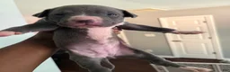 Mixed Breed dogs for sale: Pup 3 - Ad 1