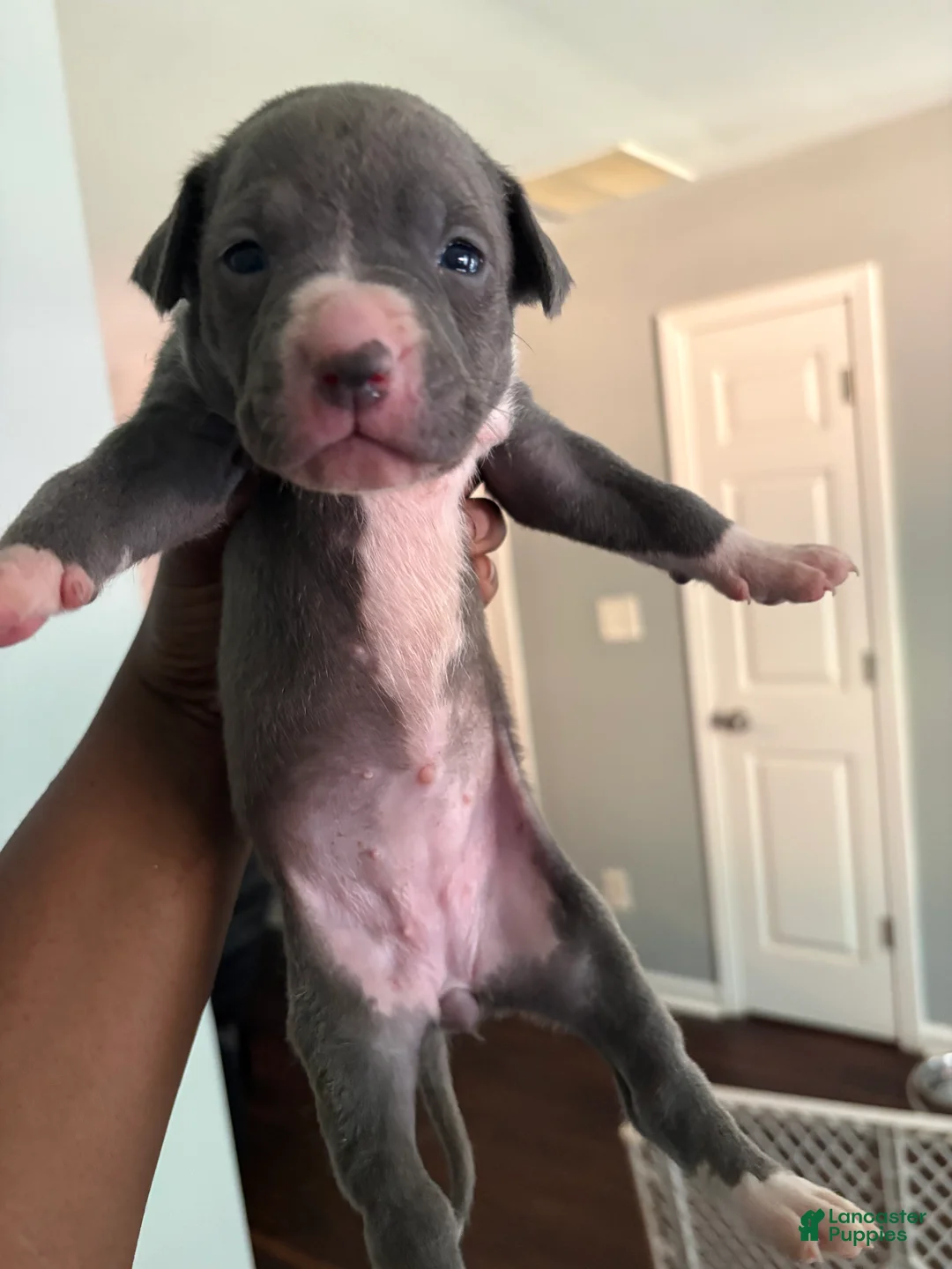 Mixed Breed dogs for sale: Pup 3 - Ad 1