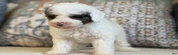 Miniature Poodle dogs for sale: Bowie  - Ad 7