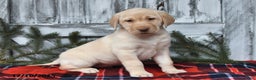 Labrador Retriever dogs for sale: Maggie - Ad 4