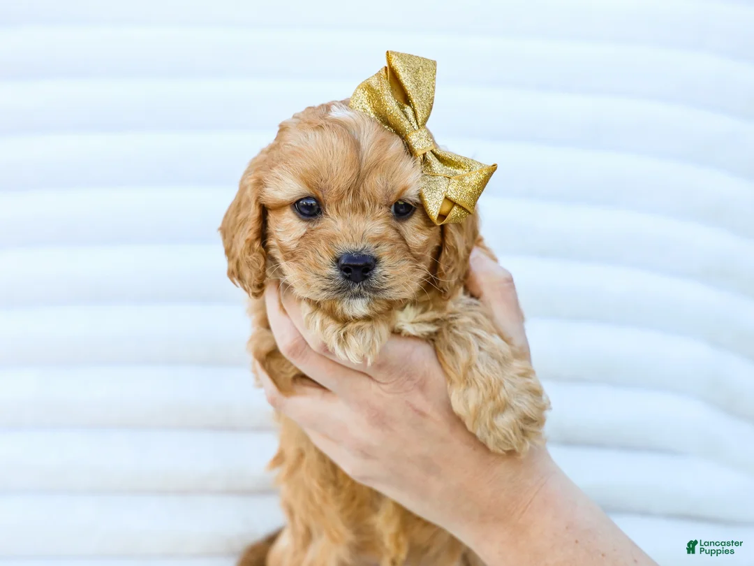 Cavapoo dogs for sale: Boyd - Ad 3