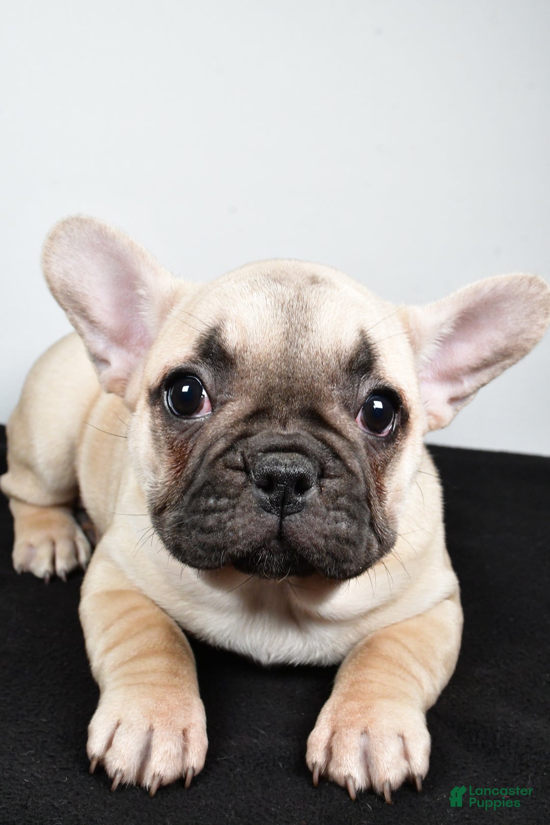 French Bulldog dogs for sale: Hazel - Ad 7
