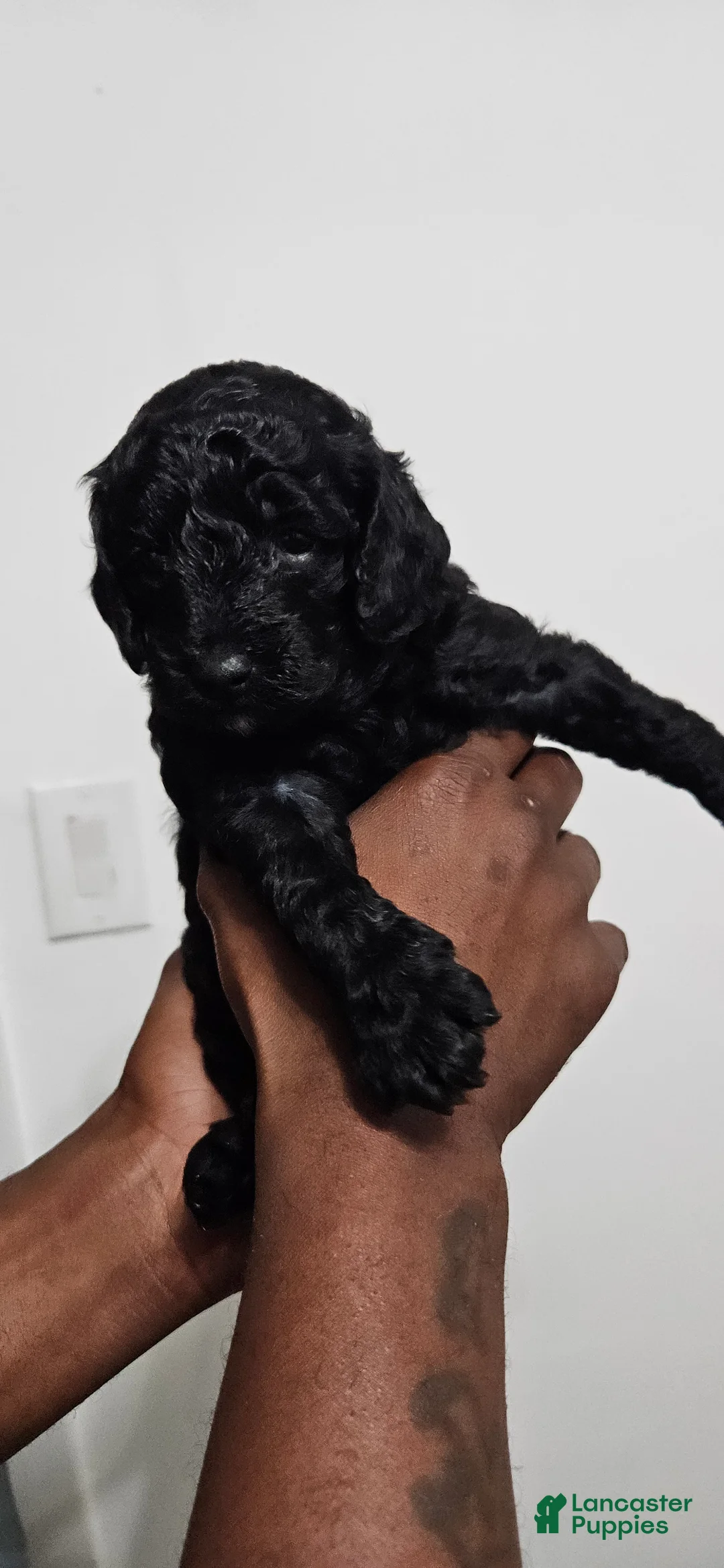 Miniature Poodle dogs for sale: Miniature Poodle 1 - Ad 2