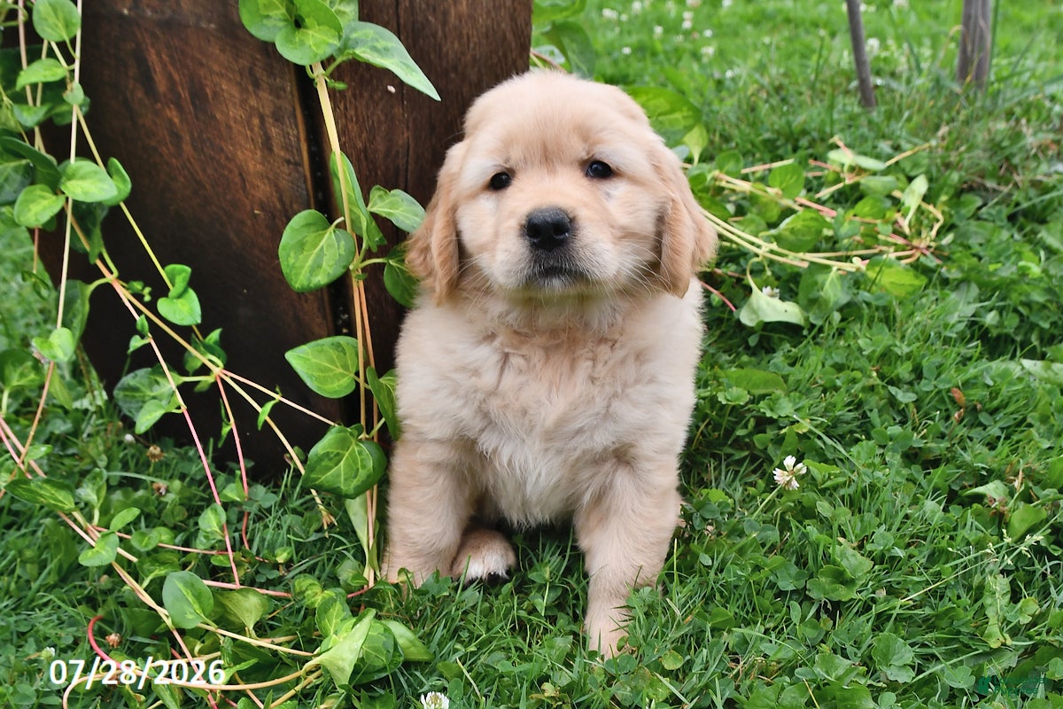 Golden Retriever dogs Zilla - Ad 2