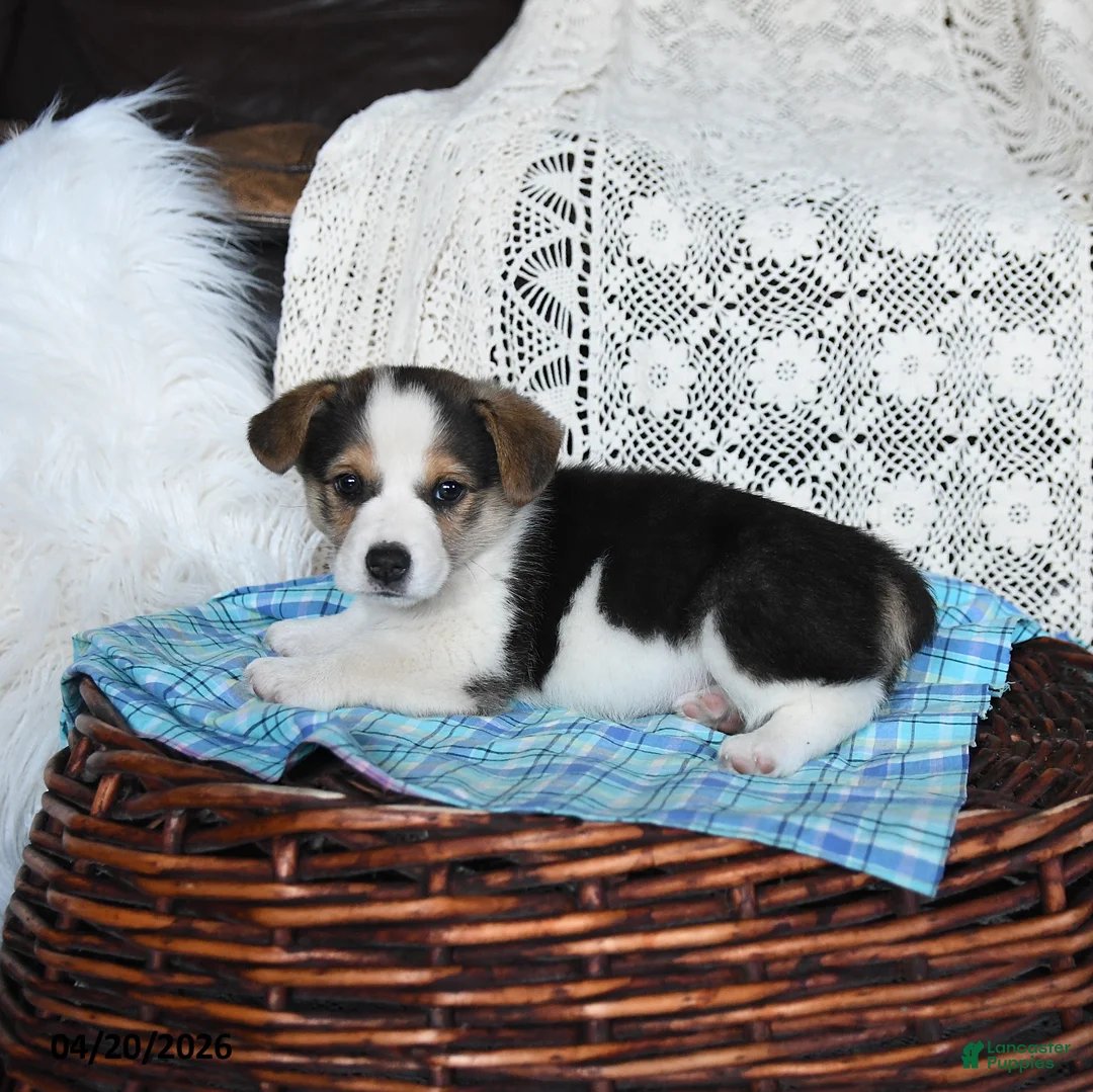 Welsh Corgi Pembroke dogs for sale: Carson - Ad 5