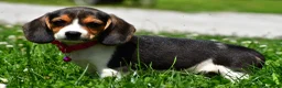 Beagle dogs for sale: Violet - Ad 6