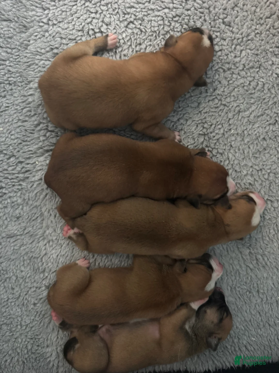 American Bulldog dogs for sale: American Bulldog Puppy 5 - Ad 1
