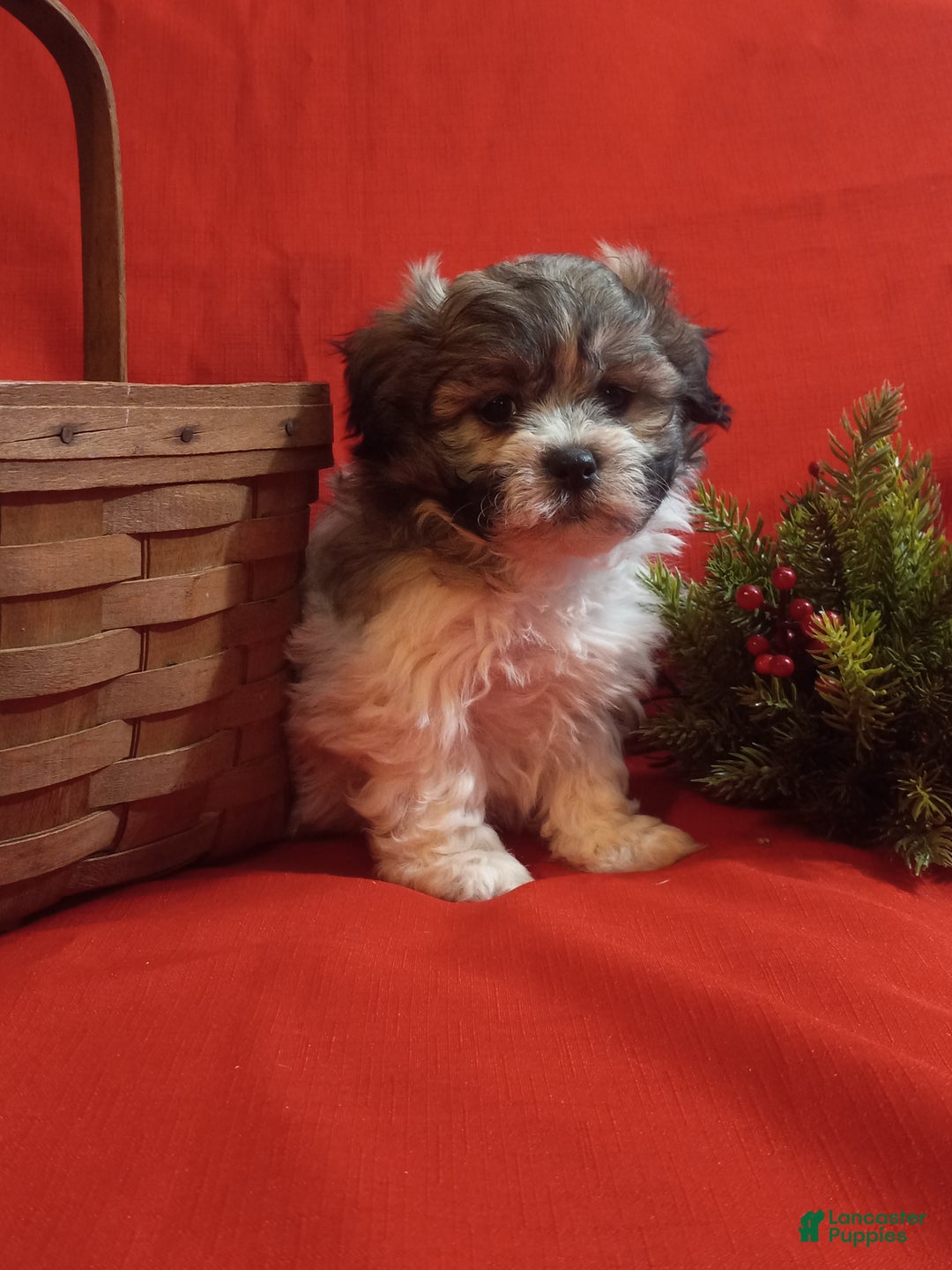 Teddy Bear dogs for sale: Rambo - Ad 1