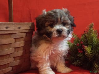 Teddy Bear dogs Rambo - Ad 38