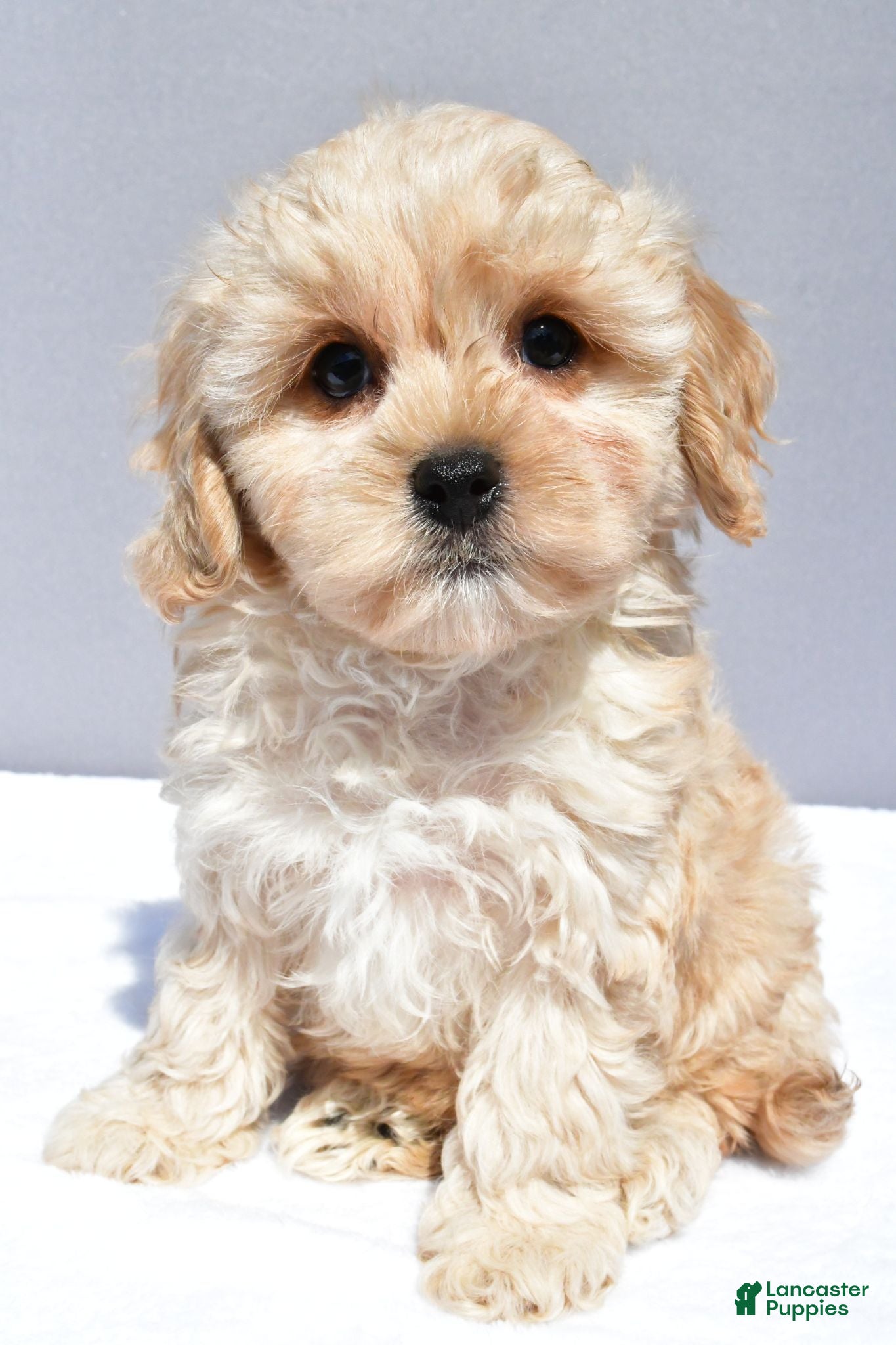 Cavapoo dogs Lyndon - Ad 2