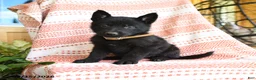 German Shepherd dogs for sale: Luther - Ad 4