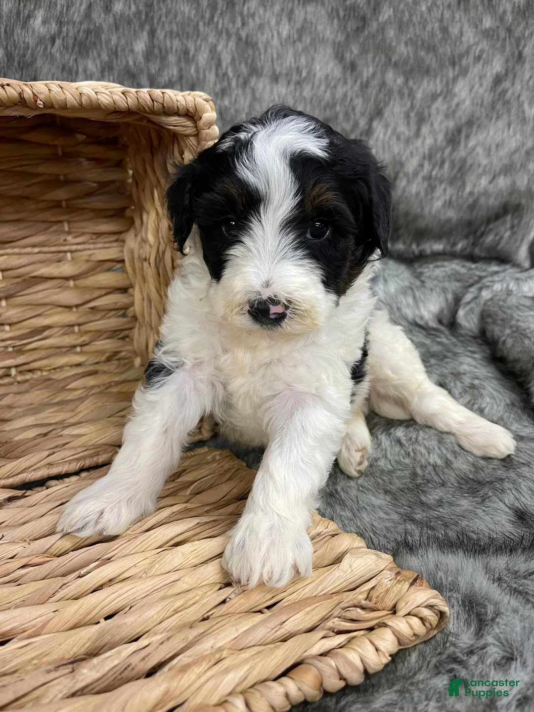 Mini Bernedoodle dogs for sale: Mini Bernedoodle “Peep” - Ad 1