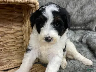 Mini Bernedoodle dogs Mini Bernedoodle “Peep” - Ad 13