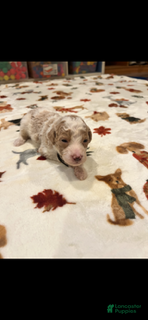 Bernedoodle dogs Black Collar - Ad 1