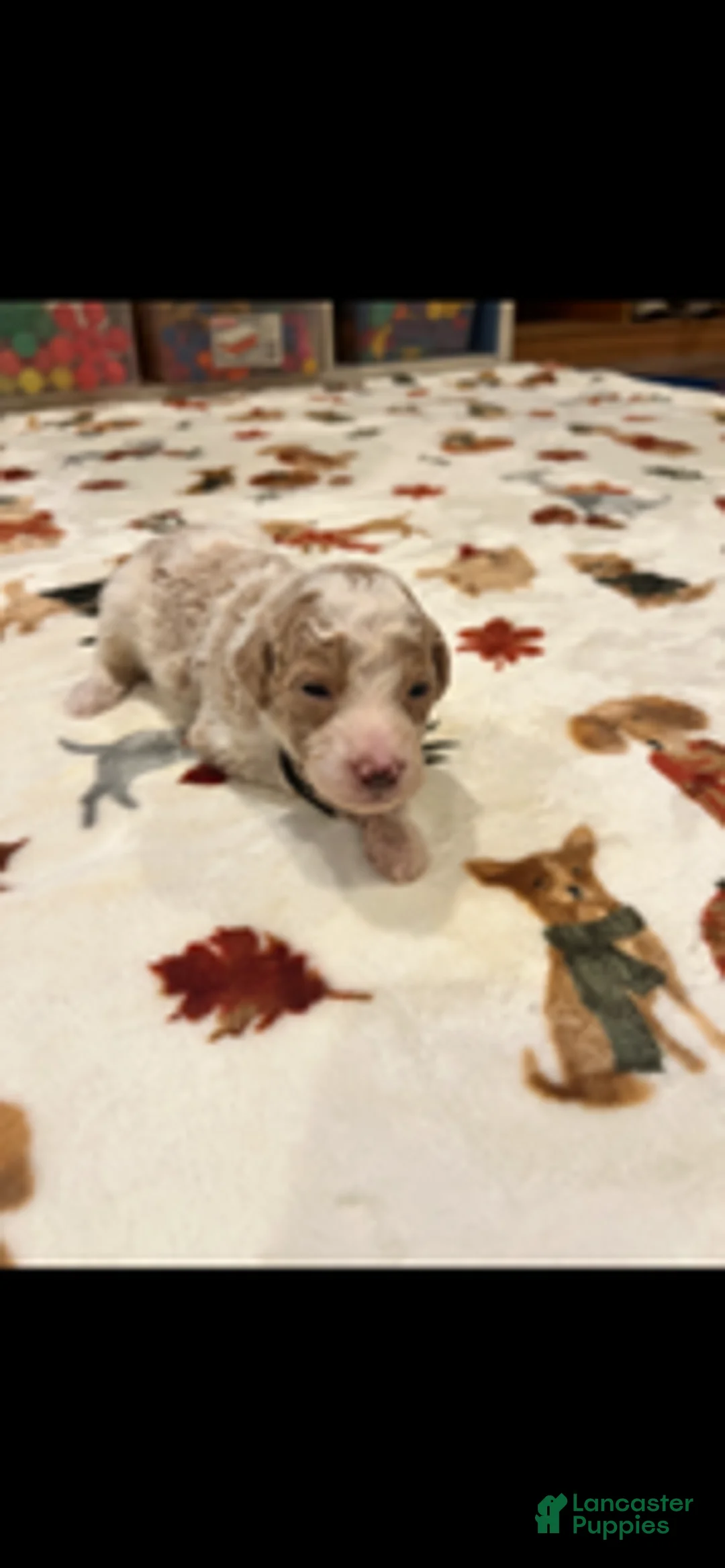 Bernedoodle dogs for sale: Black Collar - Ad 1