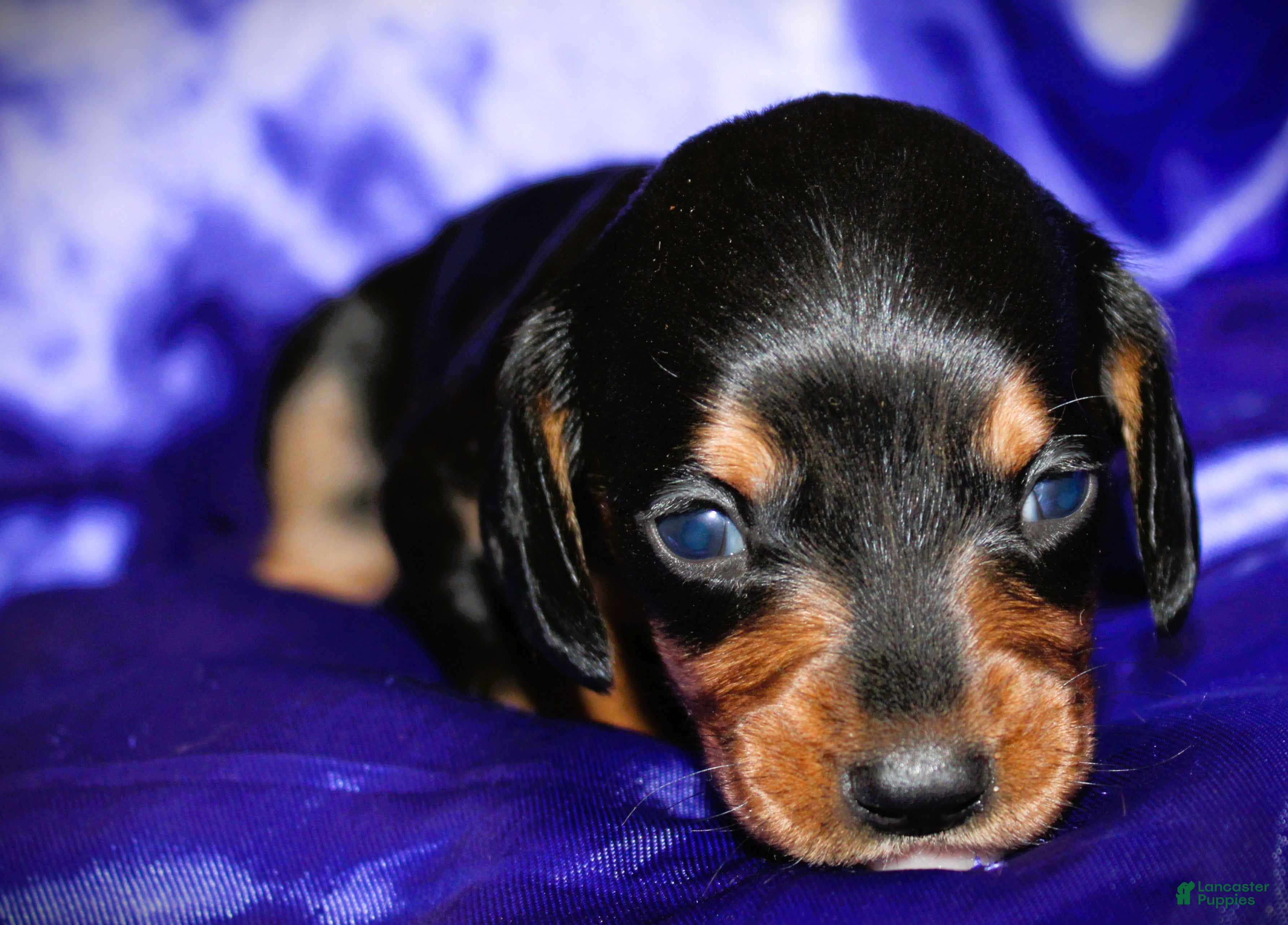 Dachshund dogs for sale: Calypso - Ad 2