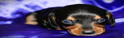 Dachshund dogs for sale: Calypso - Ad 1