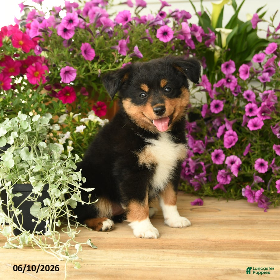 Toy Australian Shepherd dogs Andrea - Ad 1