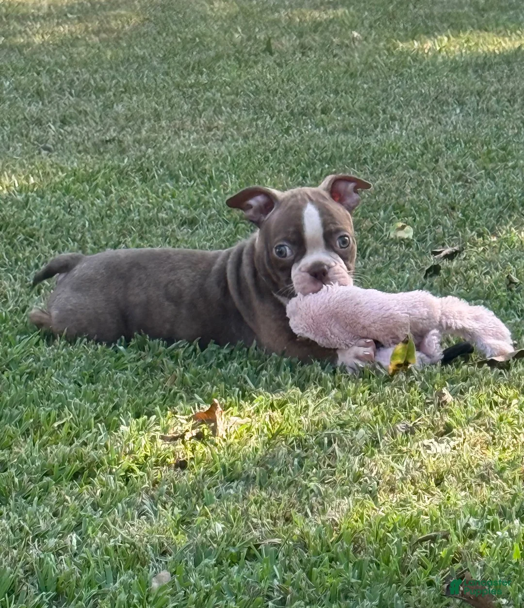 Boston Terrier dogs for sale: Rusty - Ad 2