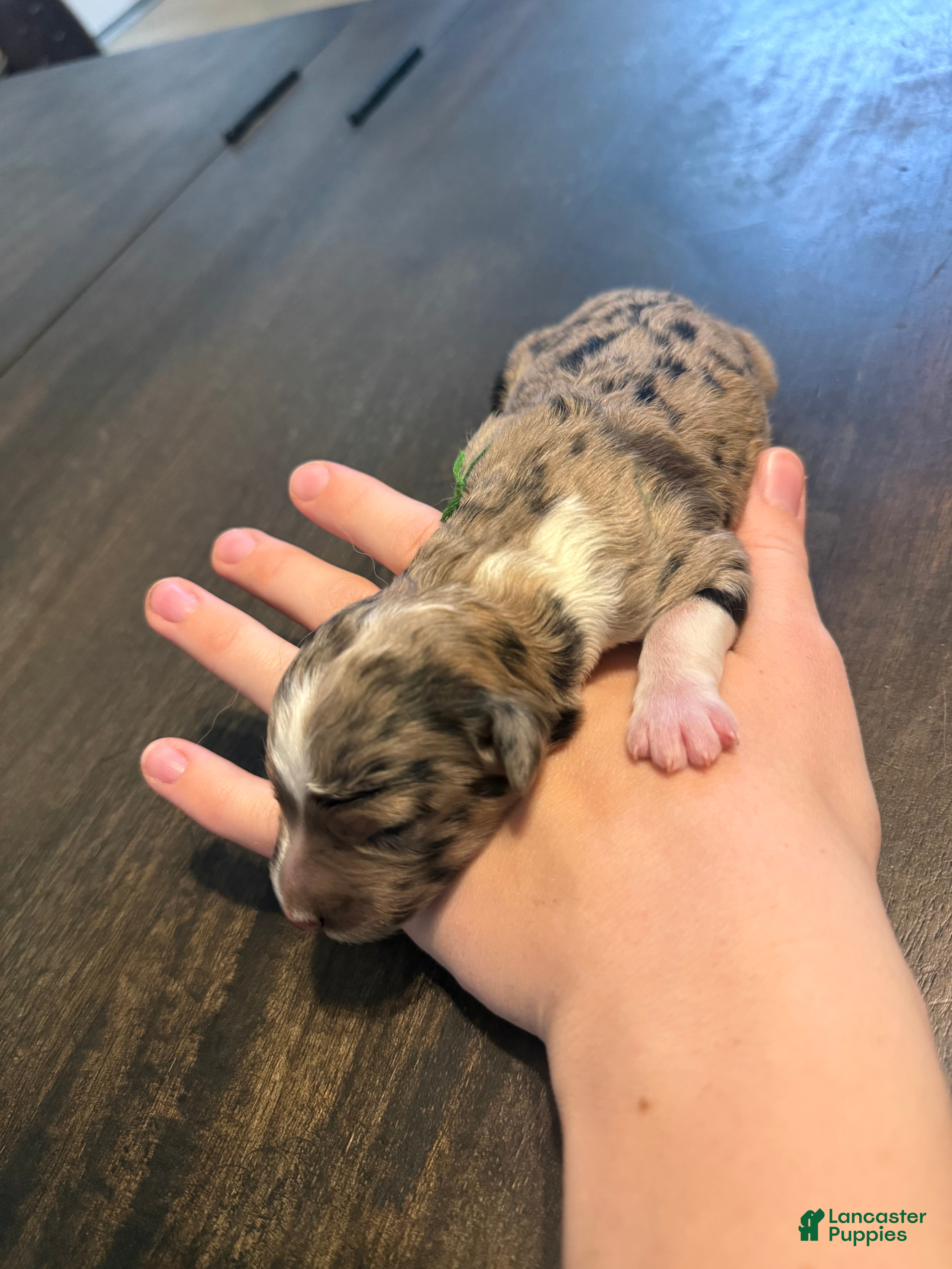Aussiedoodle dogs Hoss - Ad 8