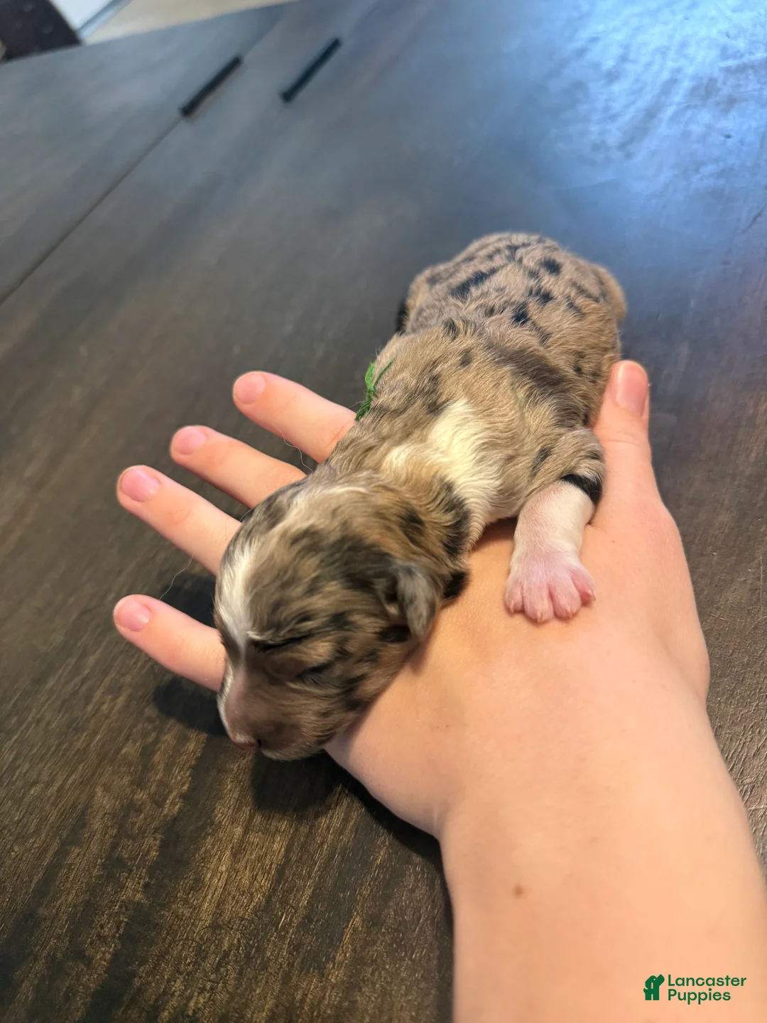 Aussiedoodle dogs for sale: Hoss - Ad 1