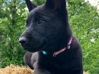 Belgian Malinois dogs Belgian Malinois Puppy Female (F1) - Ad 9