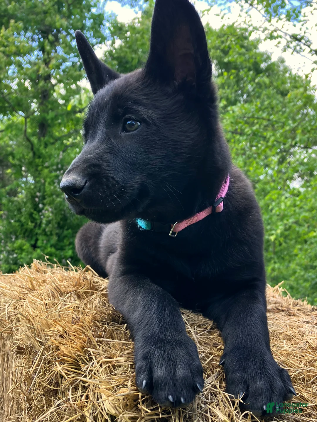 Belgian Malinois dogs for sale: Belgian Malinois Puppy Female (F1) - Ad 1