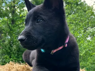 Belgian Malinois dogs Belgian Malinois Puppy Female (F1) - Ad 5