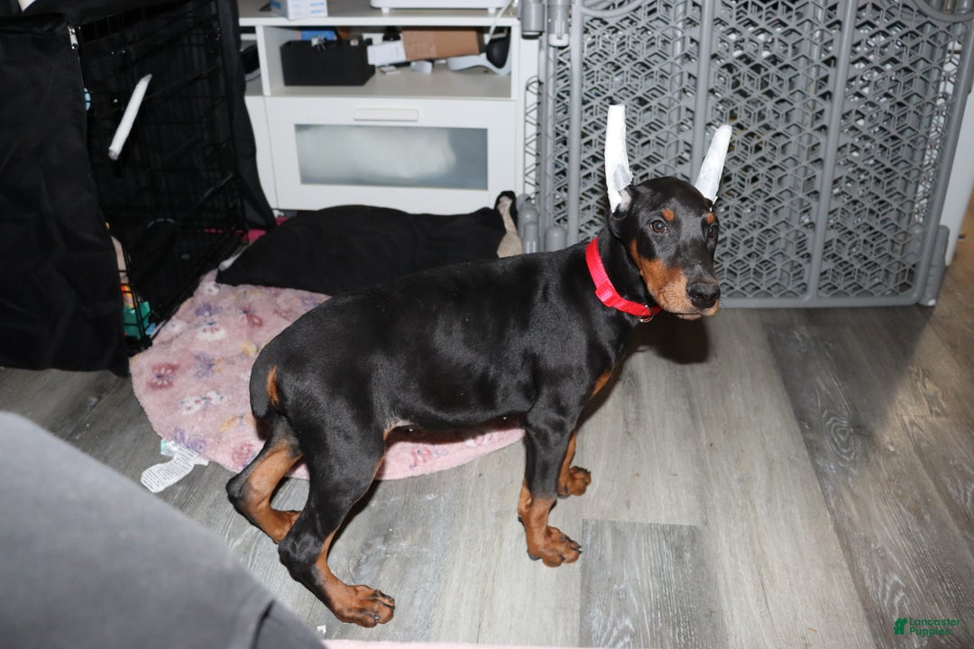 Doberman Pinscher dogs for sale: Gouda - Ad 2